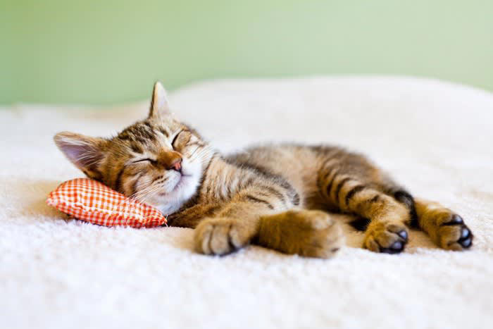 猫が飼い主の枕で寝ようとする理由5選, 1.飼い主のニオイがして安心, 2.暖かくて居心地イイ, 3.飼い主への愛情表現, 4.すこし高い位置が特別感, 5.テリトリーを示すため, 枕元の愛猫と安心して眠るためのポイント