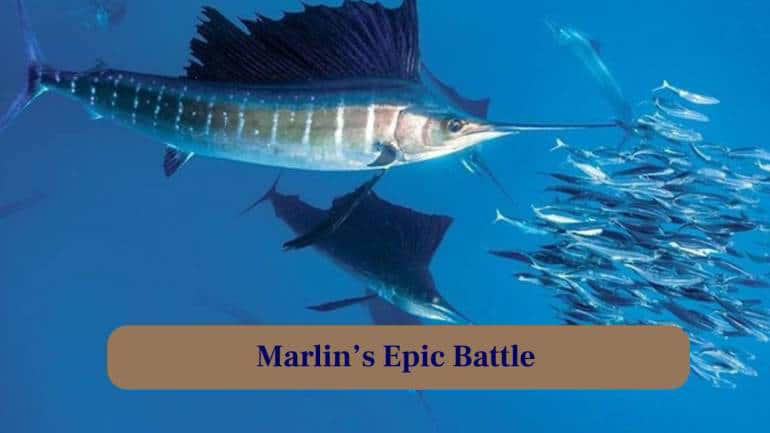 1. Spearing Through the Deep: With a pointed bill, the Giant Marlin swiftly pierces water, hunting fish and squid with deadly precision in open seas. (Image: Canva), 2. Masters of Speed and Strength: These ocean predators reach speeds of up to 50 mph, leaping powerfully above waves in dramatic, awe-inspiring displays of force. (Image: Canva), 3. Ultimate Predator of the Blue: Every movement is calculated; their streamlined body allows stealthy approaches before a sudden, explosive attack on unsuspecting prey. (Image: Canva), 4. Legend of the Open Sea: Marlin have fascinated humans for centuries, inspiring tales of gigantic leaps, epic battles, and legendary fishing expeditions worldwide. (Image: Canva), 5. Nature's Spear Fisher: Their long, spear-like rostrum is not just for show, it stuns prey and helps them dominate their watery hunting grounds. (Image: Canva), 6. From Surface to Depths: They dive hundreds of feet to hunt, blending agility and strength in a stunning display of underwater mastery. (Image: Canva), 7. Marlin's Epic Battle: Anglers worldwide seek these giants, enduring exhausting fights that test stamina, skill and respect for nature’s ocean titan. (Image: Canva), 8. Life in Motion: From sudden leaps to deep dives, every moment captures the Giant Marlin’s relentless energy and vitality in the water. (Image: Canva), 9. Glimpse of Power and Grace: Every muscle, every fin, moves with precision, combining brute force and elegance that captivates photographers and marine biologists alike. (Image: Canva), 10. Thrill of the Chase: Witnessing a Marlin hunt is adrenaline-filled. Fish scatter while this apex predator commands the watery battlefield. (Image: Canva)