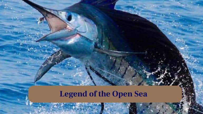 1. Spearing Through the Deep: With a pointed bill, the Giant Marlin swiftly pierces water, hunting fish and squid with deadly precision in open seas. (Image: Canva), 2. Masters of Speed and Strength: These ocean predators reach speeds of up to 50 mph, leaping powerfully above waves in dramatic, awe-inspiring displays of force. (Image: Canva), 3. Ultimate Predator of the Blue: Every movement is calculated; their streamlined body allows stealthy approaches before a sudden, explosive attack on unsuspecting prey. (Image: Canva), 4. Legend of the Open Sea: Marlin have fascinated humans for centuries, inspiring tales of gigantic leaps, epic battles, and legendary fishing expeditions worldwide. (Image: Canva), 5. Nature's Spear Fisher: Their long, spear-like rostrum is not just for show, it stuns prey and helps them dominate their watery hunting grounds. (Image: Canva), 6. From Surface to Depths: They dive hundreds of feet to hunt, blending agility and strength in a stunning display of underwater mastery. (Image: Canva), 7. Marlin's Epic Battle: Anglers worldwide seek these giants, enduring exhausting fights that test stamina, skill and respect for nature’s ocean titan. (Image: Canva), 8. Life in Motion: From sudden leaps to deep dives, every moment captures the Giant Marlin’s relentless energy and vitality in the water. (Image: Canva), 9. Glimpse of Power and Grace: Every muscle, every fin, moves with precision, combining brute force and elegance that captivates photographers and marine biologists alike. (Image: Canva), 10. Thrill of the Chase: Witnessing a Marlin hunt is adrenaline-filled. Fish scatter while this apex predator commands the watery battlefield. (Image: Canva)