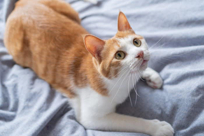猫が『飼い主に嫌われている』と思ってしまう行動, 1.愛猫が不安になる「無視や急な距離の変化」, 2.強い叱り方や物音が「拒絶のサイン」に感じられる, 3.スキンシップの押しつけが「苦手＝嫌われた」と誤解される, 猫が「よそよそしくなった」と感じたときの見直しポイント