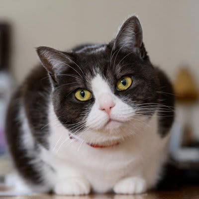 猫が『飼い主に嫌われている』と思ってしまう行動, 1.愛猫が不安になる「無視や急な距離の変化」, 2.強い叱り方や物音が「拒絶のサイン」に感じられる, 3.スキンシップの押しつけが「苦手＝嫌われた」と誤解される, 猫が「よそよそしくなった」と感じたときの見直しポイント