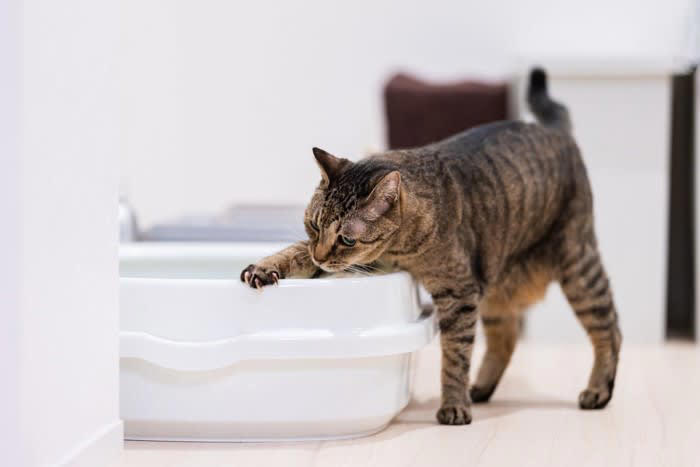 1.不適切なケアをする, 2.危険性のある食材を与える, 3.住環境を汚いままにする, 4.大きな音や怒鳴り声をあげる