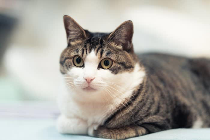 猫が『飼い主に嫌われている』と思ってしまう行動, 1.愛猫が不安になる「無視や急な距離の変化」, 2.強い叱り方や物音が「拒絶のサイン」に感じられる, 3.スキンシップの押しつけが「苦手＝嫌われた」と誤解される, 猫が「よそよそしくなった」と感じたときの見直しポイント