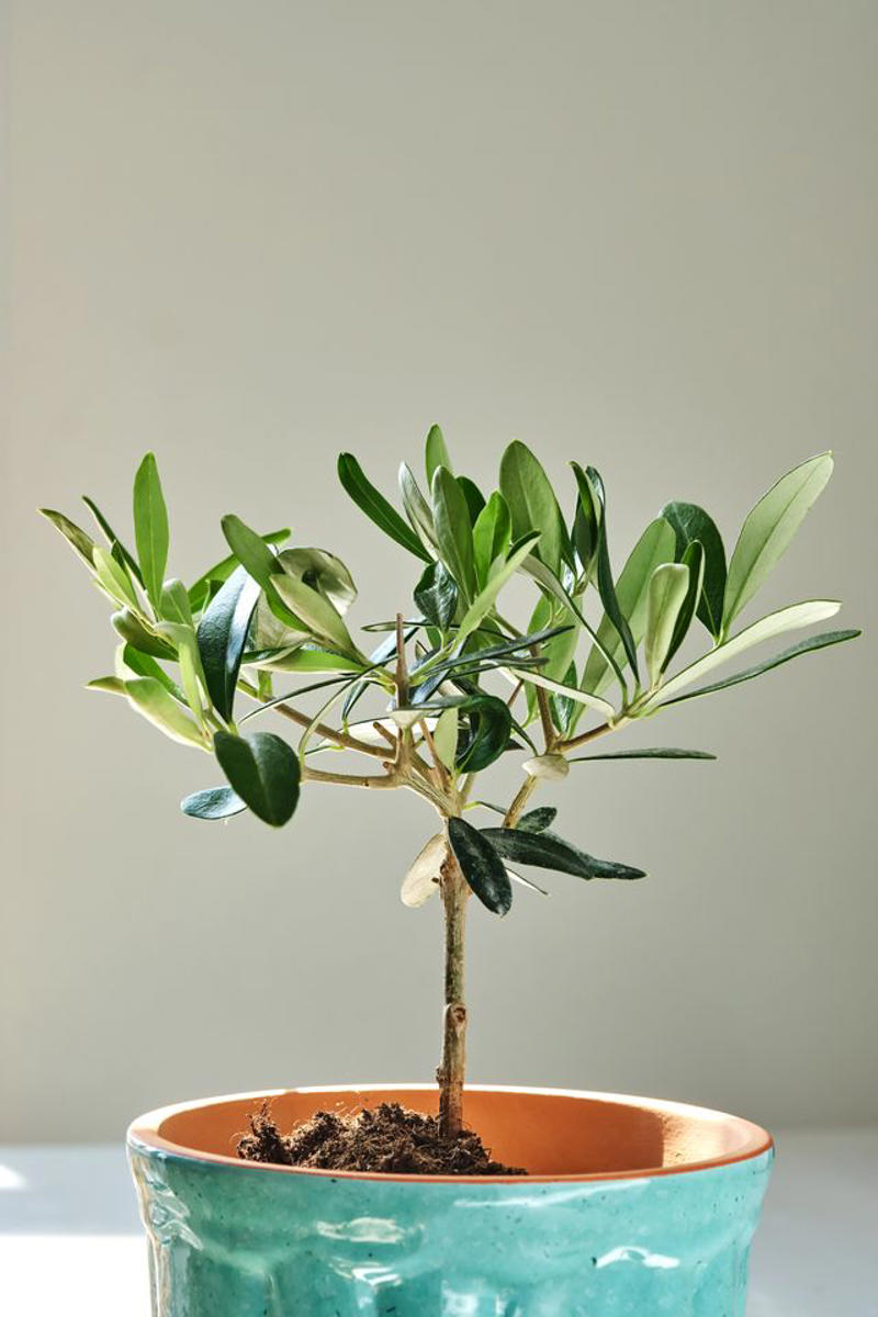 Plant Attributes, Olive Tree Care, Types Of Olive Trees, How To Prune Your Olive Tree, Are Olive Trees Toxic To Pets?