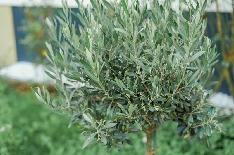 Plant Attributes, Olive Tree Care, Types Of Olive Trees, How To Prune Your Olive Tree, Are Olive Trees Toxic To Pets?