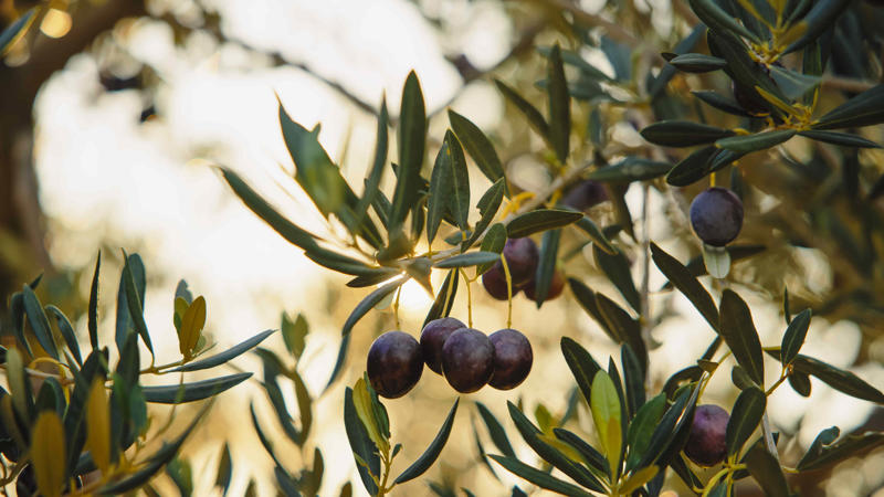 Plant Attributes, Olive Tree Care, Types Of Olive Trees, How To Prune Your Olive Tree, Are Olive Trees Toxic To Pets?