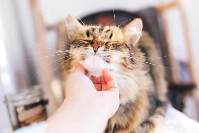 猫に“忘れられてしまう人”の特徴5つ, 1.名前を呼ばない・声をかけない人, 2.あまり関わらず距離を取る人, 3.急に構おうとする・無理やり触る人, 4.鳴き声やサインを無視する人, 5.接し方に一貫性がない人, なぜ猫の記憶に残らないのか？, 猫に覚えてもらうためのコツ, やさしい声で名前を呼ぶ, 適度な距離で存在を知らせる, 好印象の行動を繰り返す, 信頼は少しずつ育てるもの
