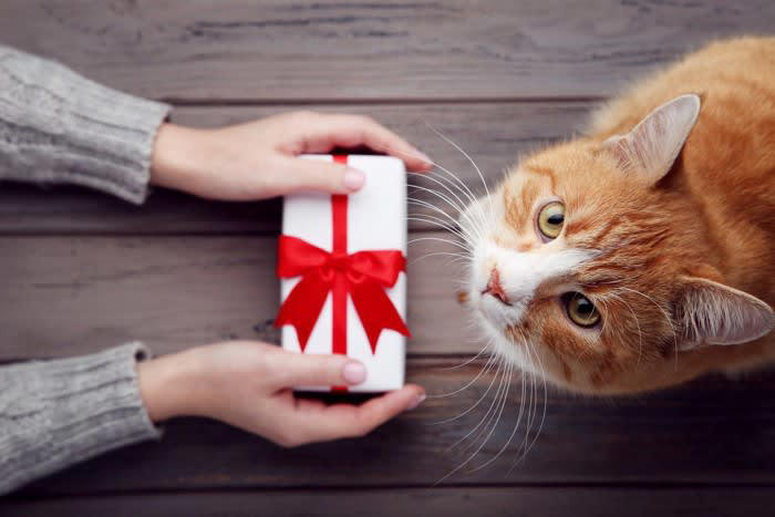 猫に“忘れられてしまう人”の特徴5つ, 1.名前を呼ばない・声をかけない人, 2.あまり関わらず距離を取る人, 3.急に構おうとする・無理やり触る人, 4.鳴き声やサインを無視する人, 5.接し方に一貫性がない人, なぜ猫の記憶に残らないのか？, 猫に覚えてもらうためのコツ, やさしい声で名前を呼ぶ, 適度な距離で存在を知らせる, 好印象の行動を繰り返す, 信頼は少しずつ育てるもの