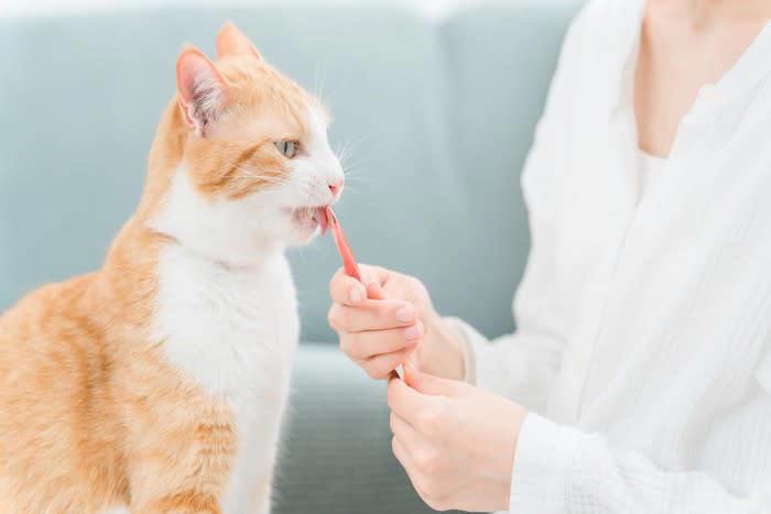 猫に“忘れられてしまう人”の特徴5つ, 1.名前を呼ばない・声をかけない人, 2.あまり関わらず距離を取る人, 3.急に構おうとする・無理やり触る人, 4.鳴き声やサインを無視する人, 5.接し方に一貫性がない人, なぜ猫の記憶に残らないのか？, 猫に覚えてもらうためのコツ, やさしい声で名前を呼ぶ, 適度な距離で存在を知らせる, 好印象の行動を繰り返す, 信頼は少しずつ育てるもの
