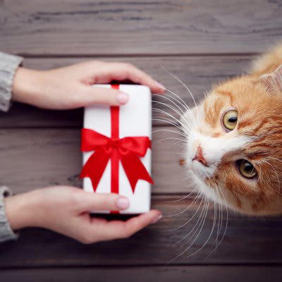 猫に“忘れられてしまう人”の特徴5つ, 1.名前を呼ばない・声をかけない人, 2.あまり関わらず距離を取る人, 3.急に構おうとする・無理やり触る人, 4.鳴き声やサインを無視する人, 5.接し方に一貫性がない人, なぜ猫の記憶に残らないのか？, 猫に覚えてもらうためのコツ, やさしい声で名前を呼ぶ, 適度な距離で存在を知らせる, 好印象の行動を繰り返す, 信頼は少しずつ育てるもの