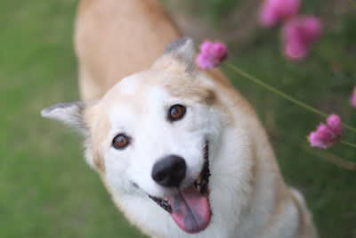 飼い主から「愛情をたくさん受けている犬」の特徴6選, 1.リラックスしている, 2.穏やかな表情をしている, 3.アイコンタクトやスキンシップを積極的にする, 4.落ち着いている, 5.活発で好奇心旺盛, 犬が愛情を感じているか判断する方法, 愛犬に愛情を伝えるためにできること