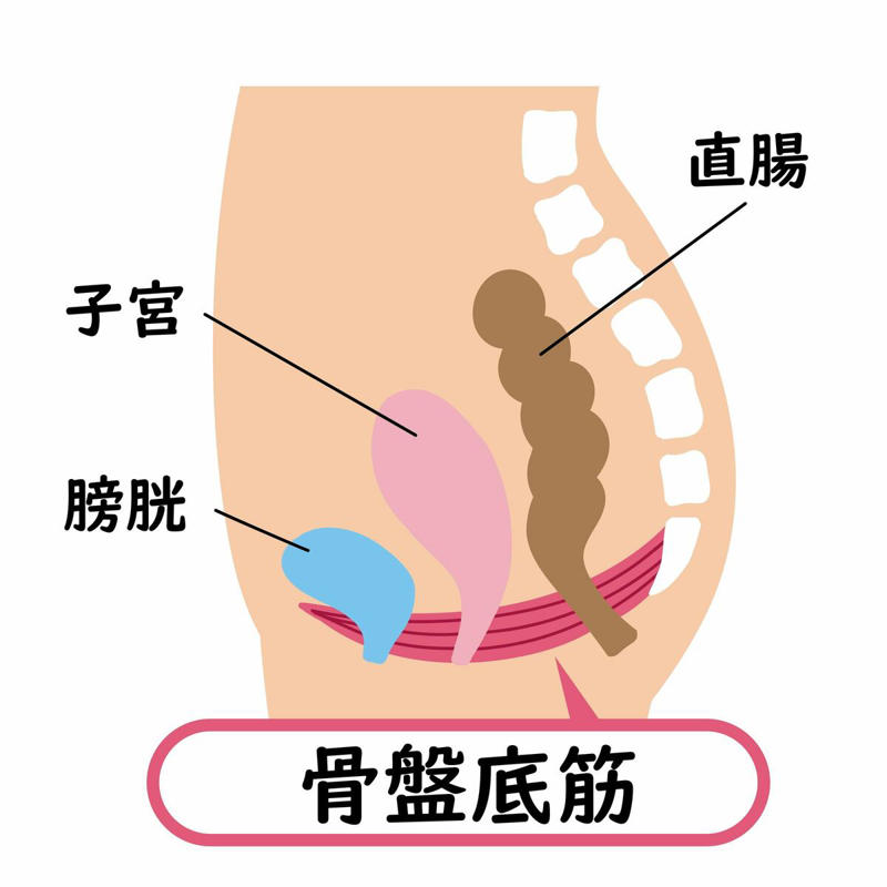 更年期になると腰痛を起こしやすい原因は？, 更年期世代がとくに注意したい「坐骨神経痛」, 更年期世代の日常的にできる「腰痛予防策」, 症状が出たら「原因の特定」を最優先に