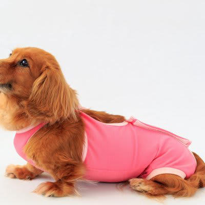 犬の去勢・避妊はしたほうがいい？, 繁殖を望まないのであれば去勢・避妊をするべきである, 犬の去勢・避妊の知っておくべき知識, 去勢・避妊をすることのメリット, 去勢・避妊をすることのデメリット, 去勢・避妊が犬の体に与える影響, 犬の性格に影響を与えることがある, 問題行動が少なくなる, 老後も健康に過ごすことができる