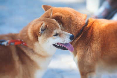 犬の去勢・避妊はしたほうがいい？, 繁殖を望まないのであれば去勢・避妊をするべきである, 犬の去勢・避妊の知っておくべき知識, 去勢・避妊をすることのメリット, 去勢・避妊をすることのデメリット, 去勢・避妊が犬の体に与える影響, 犬の性格に影響を与えることがある, 問題行動が少なくなる, 老後も健康に過ごすことができる