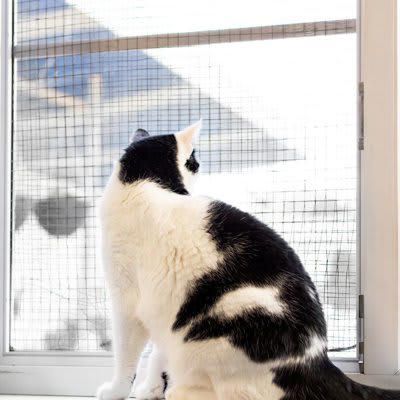 猫がいる『部屋の換気』で起こりうるトラブル3選, 1.脱走・転落事故のリスク, 2.外気による健康への影響, 3.強風による事故, 換気時の安全対策のコツ