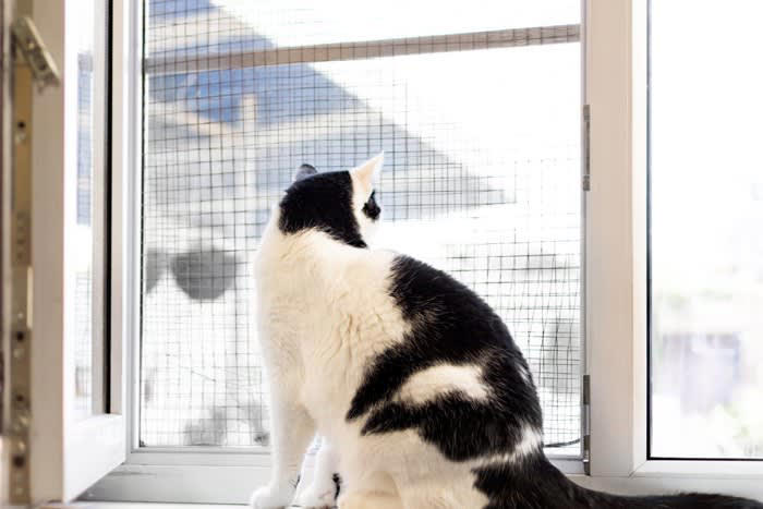 猫がいる『部屋の換気』で起こりうるトラブル3選, 1.脱走・転落事故のリスク, 2.外気による健康への影響, 3.強風による事故, 換気時の安全対策のコツ