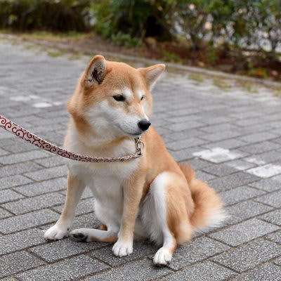 ️散歩拒否？犬が座り込んでしまう原因, 違う方向に行きたい, 抱っこしてほしい, リードの引っ張りが強すぎる, 足や体に痛みがある, ️もうひと頑張り！歩いてもらうために, 散歩コースやペースを見直す
