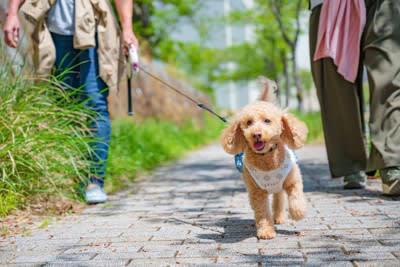 ️散歩拒否？犬が座り込んでしまう原因, 違う方向に行きたい, 抱っこしてほしい, リードの引っ張りが強すぎる, 足や体に痛みがある, ️もうひと頑張り！歩いてもらうために, 散歩コースやペースを見直す