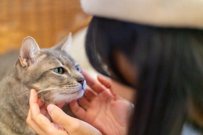 猫が覚えやすい人の言葉5選, 1.名前（〇〇ちゃん など）, 2.「ごはん」「おやつ」, 3.「おいで」「こっち」, 4.「ダメ」「イヤ」などの禁止ワード, 5.「ただいま」「おはよう」などのあいさつ, 猫が言葉を覚える理由とは？, 言葉を覚えてもらうコツ, 言葉と行動をセットにする, 毎回同じトーンで伝える, 無理に覚えさせようとしない, 短くてシンプルな言葉を使う