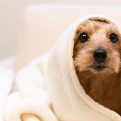 ️犬が寒いと感じているときのサイン, ぎゅっと丸まっている, ️愛犬向けの寒さ対策, 暖房器具を適切に使う, 毛布や布団を与える, 温かい食べものを与える