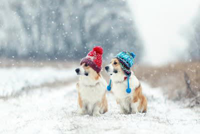 ️犬が寒いと感じているときのサイン, ぎゅっと丸まっている, ️愛犬向けの寒さ対策, 暖房器具を適切に使う, 毛布や布団を与える, 温かい食べものを与える
