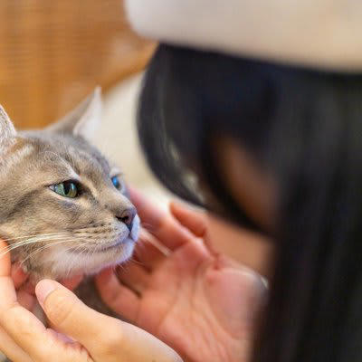 猫が覚えやすい人の言葉5選, 1.名前（〇〇ちゃん など）, 2.「ごはん」「おやつ」, 3.「おいで」「こっち」, 4.「ダメ」「イヤ」などの禁止ワード, 5.「ただいま」「おはよう」などのあいさつ, 猫が言葉を覚える理由とは？, 言葉を覚えてもらうコツ, 言葉と行動をセットにする, 毎回同じトーンで伝える, 無理に覚えさせようとしない, 短くてシンプルな言葉を使う