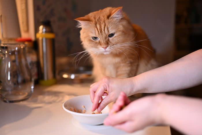 猫が覚えやすい人の言葉5選, 1.名前（〇〇ちゃん など）, 2.「ごはん」「おやつ」, 3.「おいで」「こっち」, 4.「ダメ」「イヤ」などの禁止ワード, 5.「ただいま」「おはよう」などのあいさつ, 猫が言葉を覚える理由とは？, 言葉を覚えてもらうコツ, 言葉と行動をセットにする, 毎回同じトーンで伝える, 無理に覚えさせようとしない, 短くてシンプルな言葉を使う