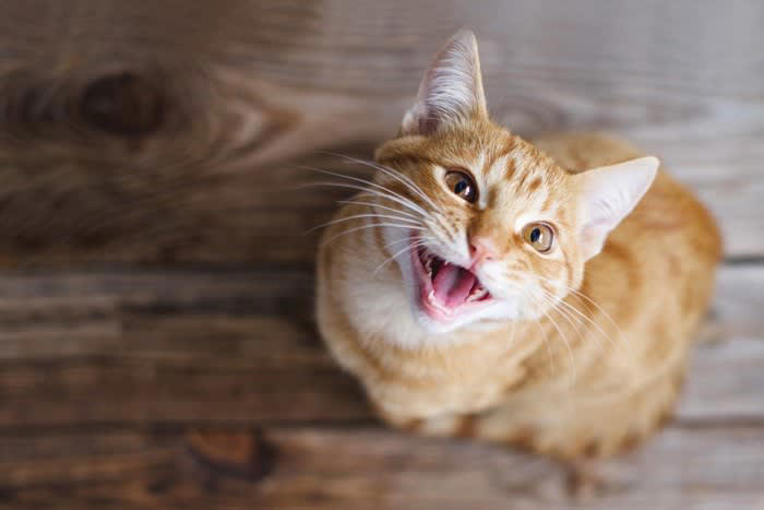 猫が覚えやすい人の言葉5選, 1.名前（〇〇ちゃん など）, 2.「ごはん」「おやつ」, 3.「おいで」「こっち」, 4.「ダメ」「イヤ」などの禁止ワード, 5.「ただいま」「おはよう」などのあいさつ, 猫が言葉を覚える理由とは？, 言葉を覚えてもらうコツ, 言葉と行動をセットにする, 毎回同じトーンで伝える, 無理に覚えさせようとしない, 短くてシンプルな言葉を使う