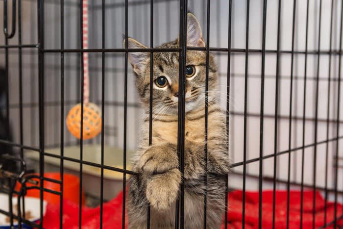 猫の生活にケージが必要な5つの理由, 1.子猫の安全確保のため, 2.家事の合間の避難場所として, 3.術後や体調不良時の療養管理, 4.多頭飼いでの個別管理, 5.トイレトレーニングの習慣づけ, 猫用ケージは購入するべき？, 猫用ケージを使うデメリットは？, 実はメリットの方が大きい, 猫用ケージの選び方のポイント