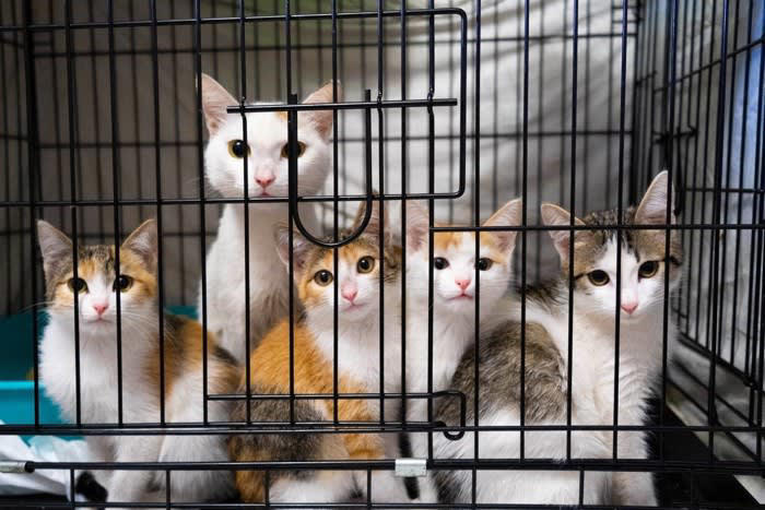 猫の生活にケージが必要な5つの理由, 1.子猫の安全確保のため, 2.家事の合間の避難場所として, 3.術後や体調不良時の療養管理, 4.多頭飼いでの個別管理, 5.トイレトレーニングの習慣づけ, 猫用ケージは購入するべき？, 猫用ケージを使うデメリットは？, 実はメリットの方が大きい, 猫用ケージの選び方のポイント