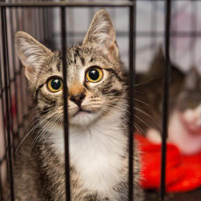 猫の生活にケージが必要な5つの理由, 1.子猫の安全確保のため, 2.家事の合間の避難場所として, 3.術後や体調不良時の療養管理, 4.多頭飼いでの個別管理, 5.トイレトレーニングの習慣づけ, 猫用ケージは購入するべき？, 猫用ケージを使うデメリットは？, 実はメリットの方が大きい, 猫用ケージの選び方のポイント