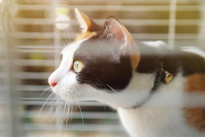 猫の生活にケージが必要な5つの理由, 1.子猫の安全確保のため, 2.家事の合間の避難場所として, 3.術後や体調不良時の療養管理, 4.多頭飼いでの個別管理, 5.トイレトレーニングの習慣づけ, 猫用ケージは購入するべき？, 猫用ケージを使うデメリットは？, 実はメリットの方が大きい, 猫用ケージの選び方のポイント