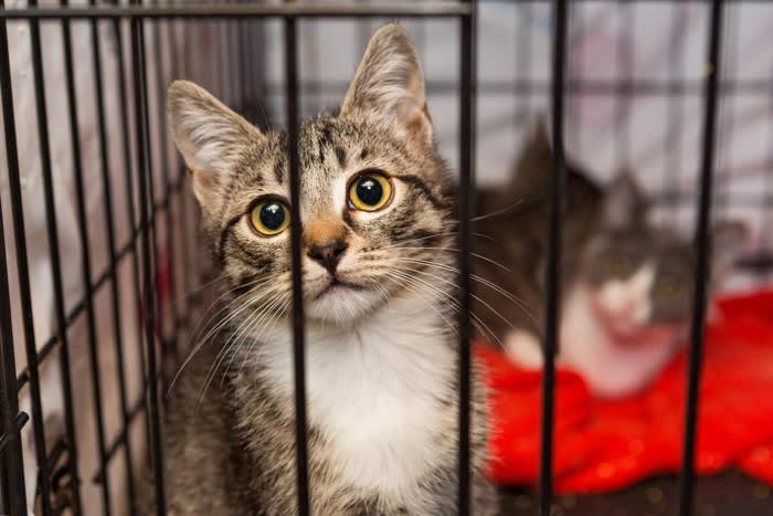 猫の生活にケージが必要な5つの理由, 1.子猫の安全確保のため, 2.家事の合間の避難場所として, 3.術後や体調不良時の療養管理, 4.多頭飼いでの個別管理, 5.トイレトレーニングの習慣づけ, 猫用ケージは購入するべき？, 猫用ケージを使うデメリットは？, 実はメリットの方が大きい, 猫用ケージの選び方のポイント