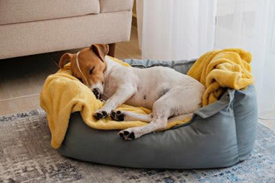 犬の体を温めることで起こるメリット, 1.血行がよくなる, 2.代謝が上がる, 3.栄養の消化と吸収がスムーズになる, 4.免疫力を高めて病気を予防する, 犬の体を温める正しい方法, 適度な運動をする, 温かい寝床を用意する