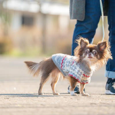 犬の体を温めることで起こるメリット, 1.血行がよくなる, 2.代謝が上がる, 3.栄養の消化と吸収がスムーズになる, 4.免疫力を高めて病気を予防する, 犬の体を温める正しい方法, 適度な運動をする, 温かい寝床を用意する