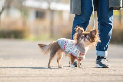 犬の体を温めることで起こるメリット, 1.血行がよくなる, 2.代謝が上がる, 3.栄養の消化と吸収がスムーズになる, 4.免疫力を高めて病気を予防する, 犬の体を温める正しい方法, 適度な運動をする, 温かい寝床を用意する