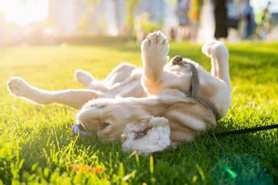 犬の体を温めることで起こるメリット, 1.血行がよくなる, 2.代謝が上がる, 3.栄養の消化と吸収がスムーズになる, 4.免疫力を高めて病気を予防する, 犬の体を温める正しい方法, 適度な運動をする, 温かい寝床を用意する