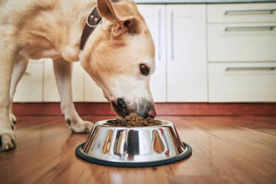犬にNGな「ご飯の与え方」6選, 1.人間の食べ物や与えてはいけない食品を与える, 2.食事の時間を決めずにダラダラと与える, 3.熱すぎる、または冷たすぎる食べ物を与える, 4.ドッグフードを水でふやかしすぎた状態で放置する, 5.食器の高さが合っていない, 6.食べ残しをすぐに片付けない, 意外と知らない食事のしつけの重要性, 愛犬の体に負担をかけないためにすべき配慮