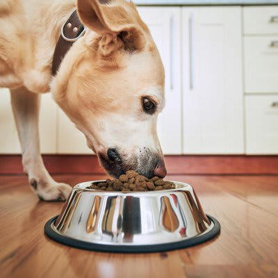 犬にNGな「ご飯の与え方」6選, 1.人間の食べ物や与えてはいけない食品を与える, 2.食事の時間を決めずにダラダラと与える, 3.熱すぎる、または冷たすぎる食べ物を与える, 4.ドッグフードを水でふやかしすぎた状態で放置する, 5.食器の高さが合っていない, 6.食べ残しをすぐに片付けない, 意外と知らない食事のしつけの重要性, 愛犬の体に負担をかけないためにすべき配慮