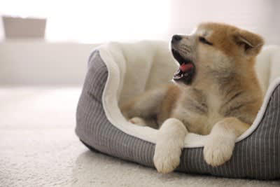 犬を不快にさせる『ベッド・寝床』3つの特徴, 1.サイズや硬さが合っていない, 2.素材や質感が季節に合っていない, 3.騒がしく落ち着かない場所にある, 改善すべき理由と環境の整え方