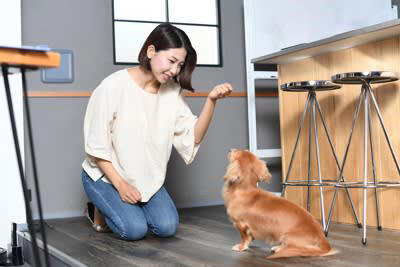 犬にやってはいけない楽しくないしつけの方法, 1.怒鳴りつけること, 2.叩く・蹴る・物を投げつける, 3.体を押さえつけてコントロールすること, 4.罰を与えること, 犬のしつけで飼い主が心掛けるべきこと