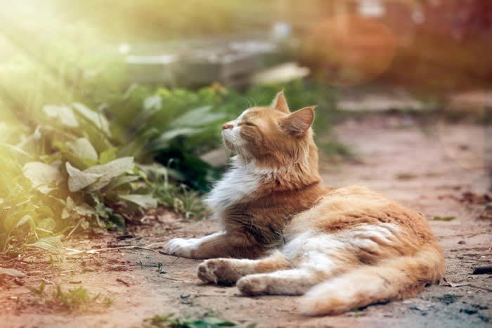 1.遺伝子に刻まれているから, 2.時間の間隔を識別できるから, 3.太陽の位置を把握できるため, 4.タンパク質中心の食生活によるもの, 5.観察力・学習能力・ルーティン化