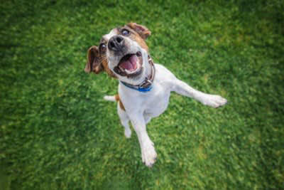 『社交的な犬種』５選 人懐っこい犬の共通点は？, 1.ゴールデンレトリバー, 2.トイプードル, 3.ミニチュアダックスフンド, 4.ラブラドールレトリバー, 5.キャバリアキングチャールズスパニエル, あまり知られていない人懐っこい犬の注意点とは