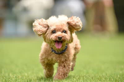 『社交的な犬種』５選 人懐っこい犬の共通点は？, 1.ゴールデンレトリバー, 2.トイプードル, 3.ミニチュアダックスフンド, 4.ラブラドールレトリバー, 5.キャバリアキングチャールズスパニエル, あまり知られていない人懐っこい犬の注意点とは