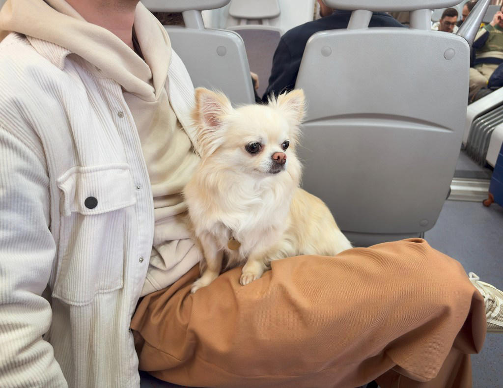 Cavalier King Charles Spaniel, Chihuahua, Golden Retriever, Labrador Retriever, Cockapoo, West Highland Terrier , Vizslas , How to Deal with Separation Anxiety