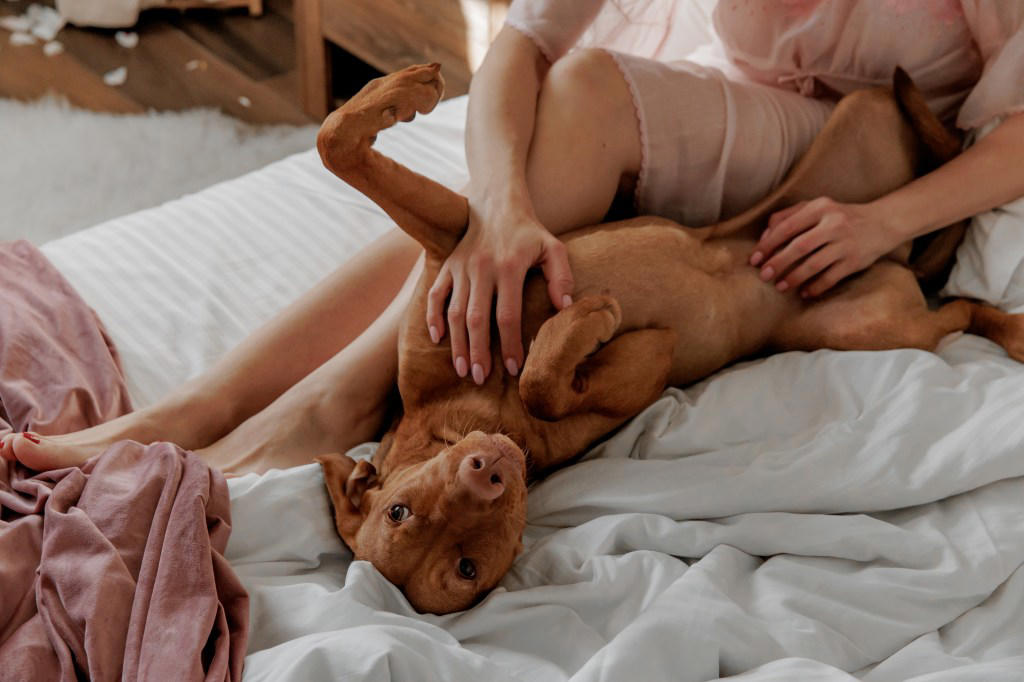 Cavalier King Charles Spaniel, Chihuahua, Golden Retriever, Labrador Retriever, Cockapoo, West Highland Terrier , Vizslas , How to Deal with Separation Anxiety