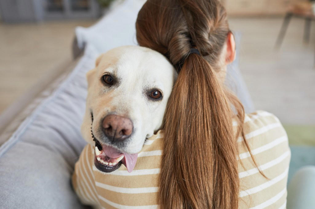 Cavalier King Charles Spaniel, Chihuahua, Golden Retriever, Labrador Retriever, Cockapoo, West Highland Terrier , Vizslas , How to Deal with Separation Anxiety