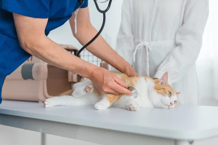 猫の「ガン」リスクを高める4つの原因, 1.環境と生活習慣, 3.既往歴・感染症, 4.ホルモンと不妊手術, 見逃してはいけない「ガン」のサイン, 猫の「ガン」の発症を防ぐための予防方法