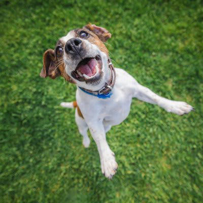 『社交的な犬種』５選 人懐っこい犬の共通点は？, 1.ゴールデンレトリバー, 2.トイプードル, 3.ミニチュアダックスフンド, 4.ラブラドールレトリバー, 5.キャバリアキングチャールズスパニエル, あまり知られていない人懐っこい犬の注意点とは
