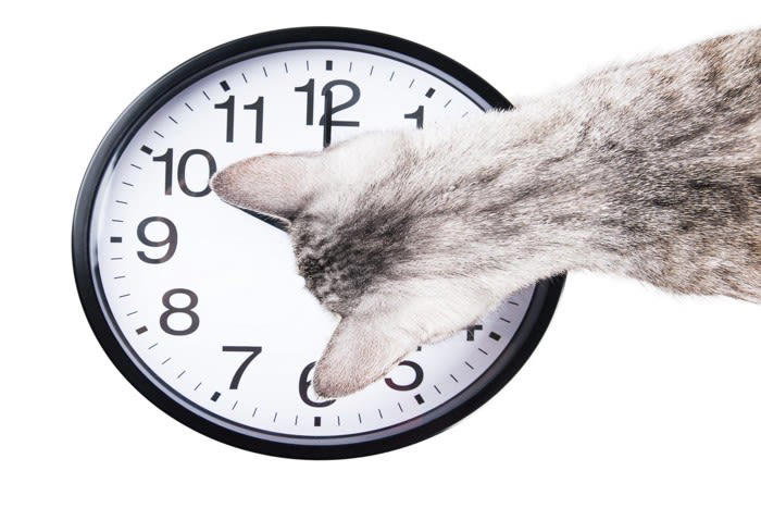 1.遺伝子に刻まれているから, 2.時間の間隔を識別できるから, 3.太陽の位置を把握できるため, 4.タンパク質中心の食生活によるもの, 5.観察力・学習能力・ルーティン化